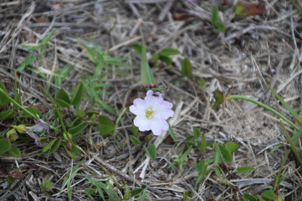 Falkia Repens