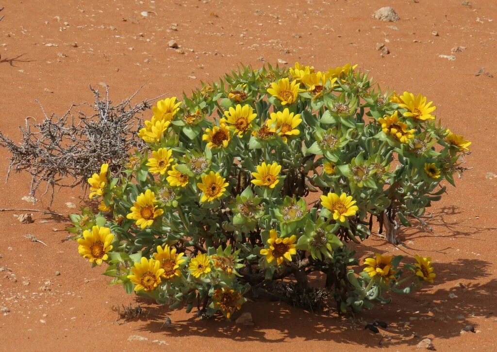Didelta carnosa