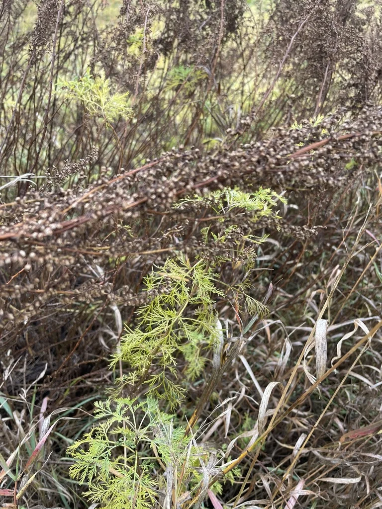 Artemisia Abrotanum