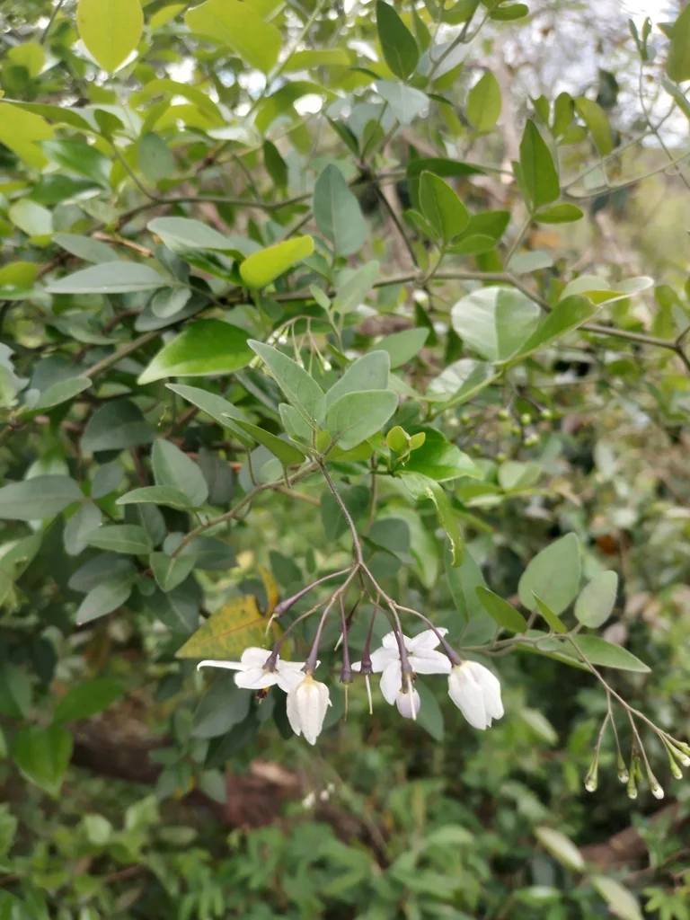 Solanum Laxum