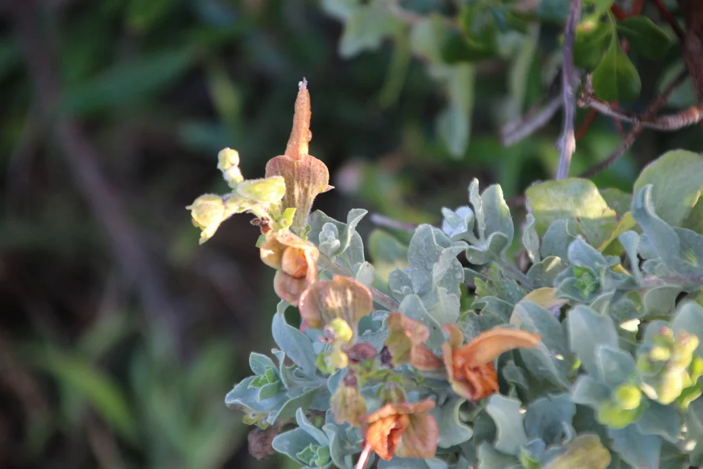 Salvia Africana-Lutea