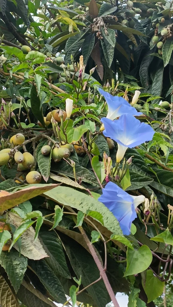 Ipomoea Tricolor
