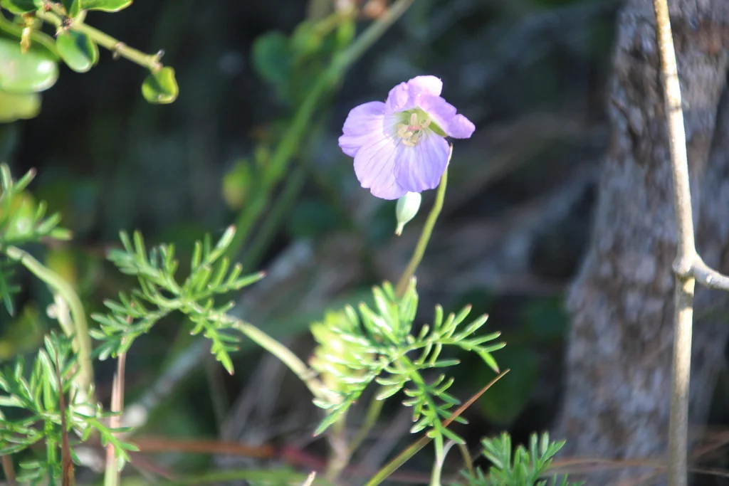 Geranium Incanum