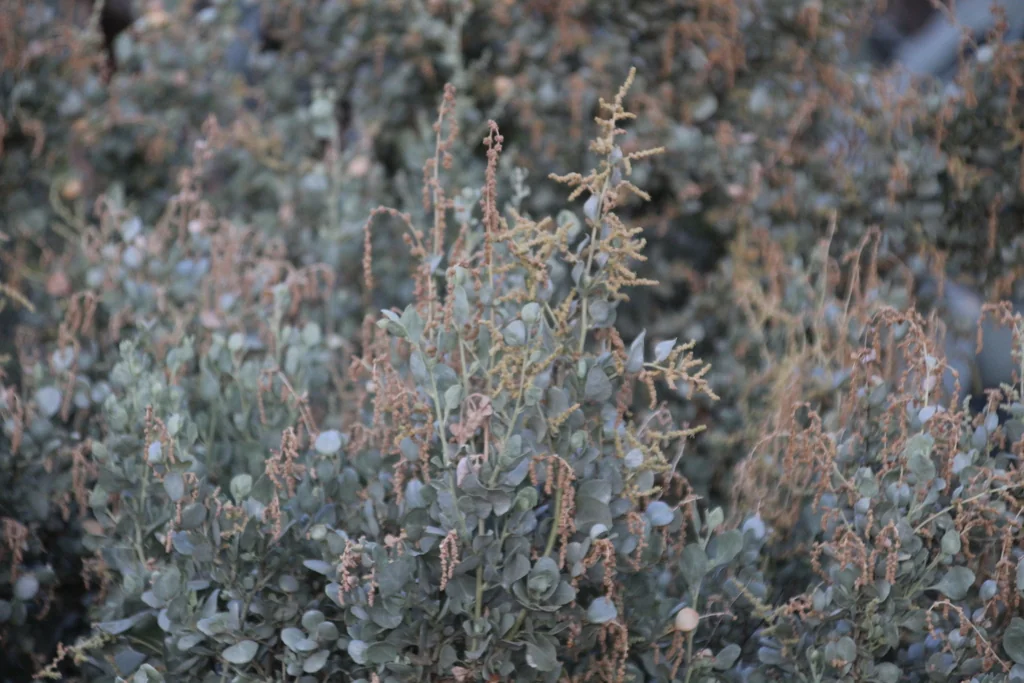 Atriplex Nummularia