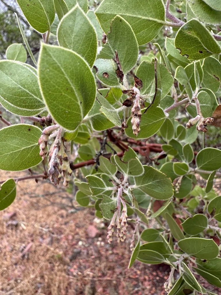 Arctostaphylos Manzanita