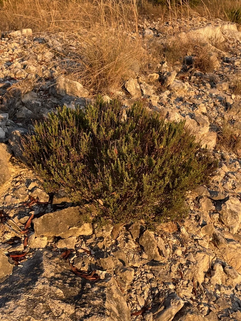 Chrysactinia Mexicana