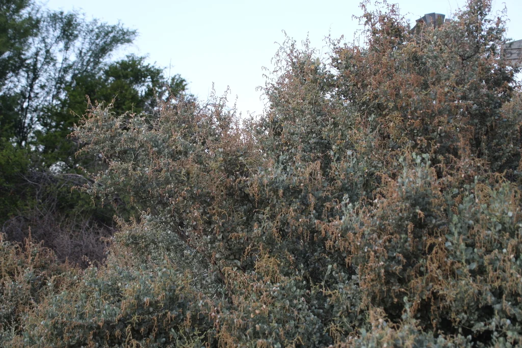 Atriplex Nummularia