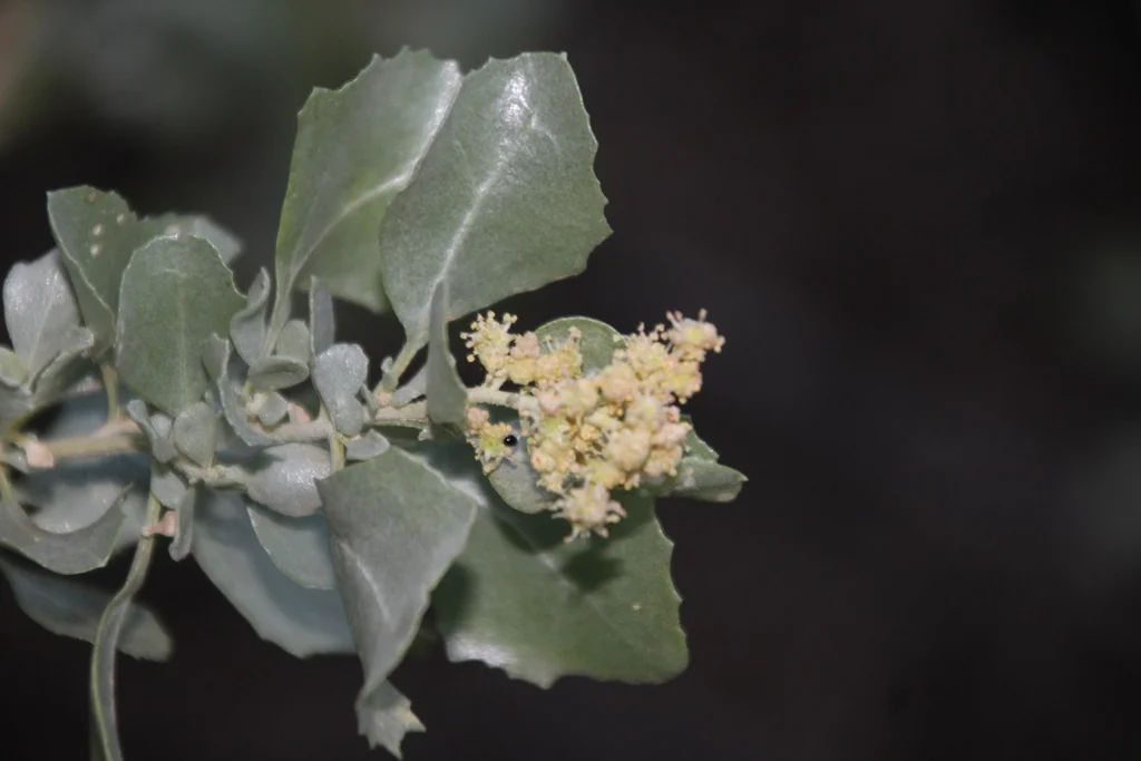 Atriplex Nummularia