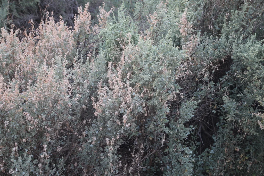Atriplex Nummularia