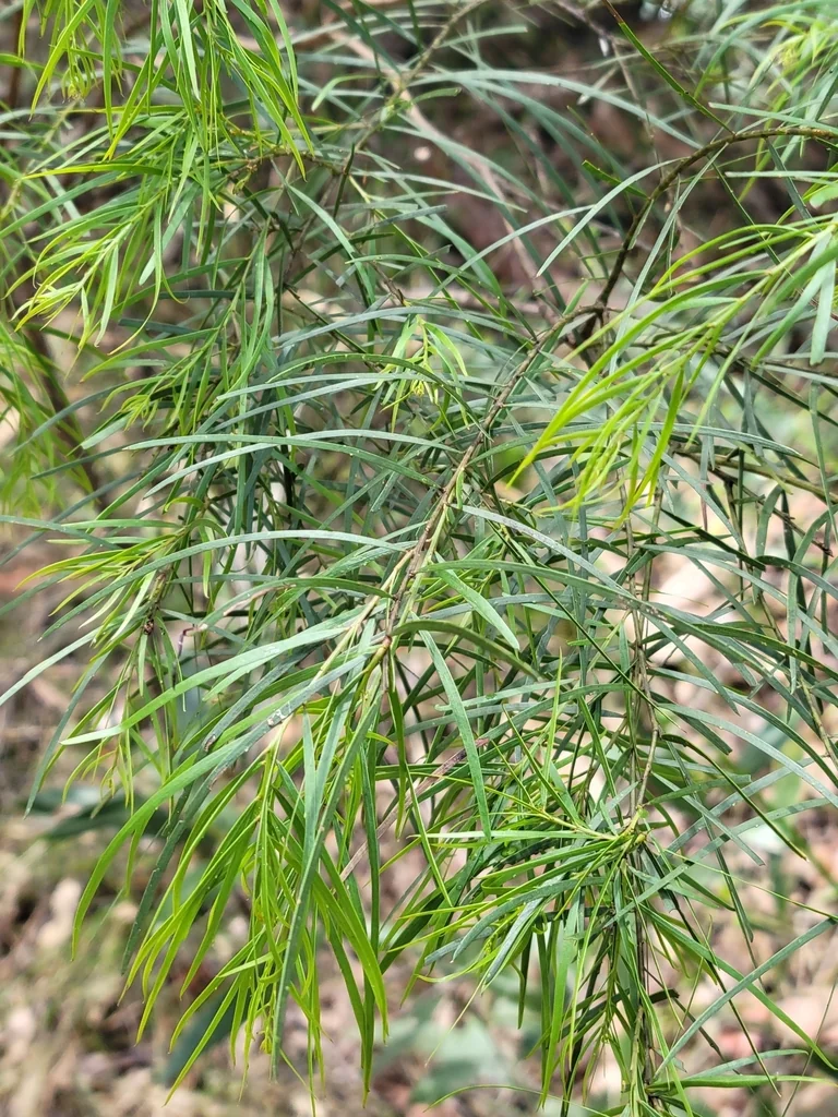 Acacia Fimbriata