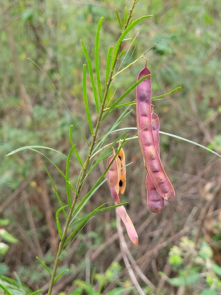 Acacia Fimbriata
