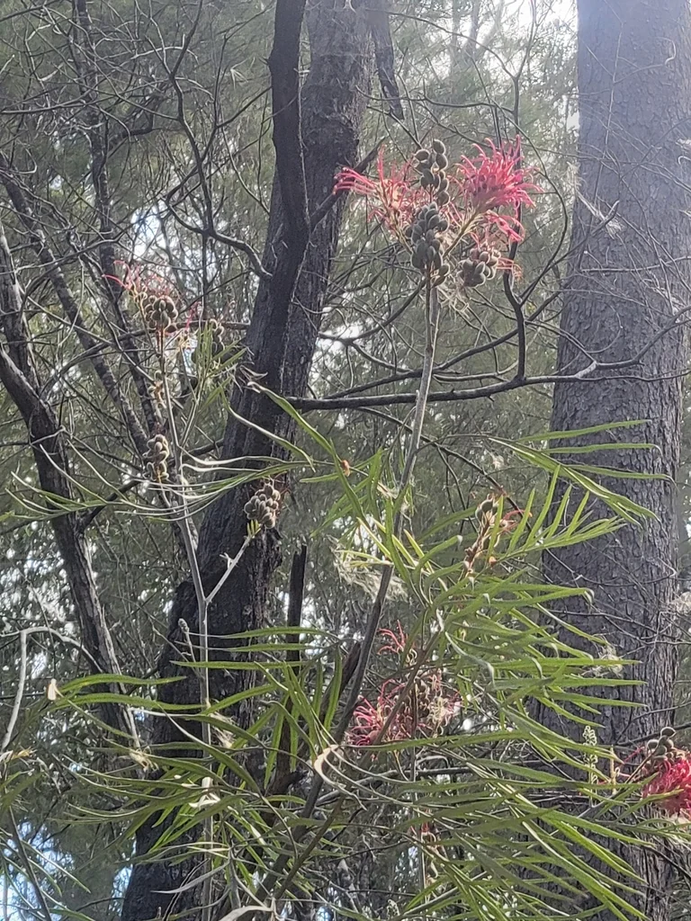 Grevillea Banksii