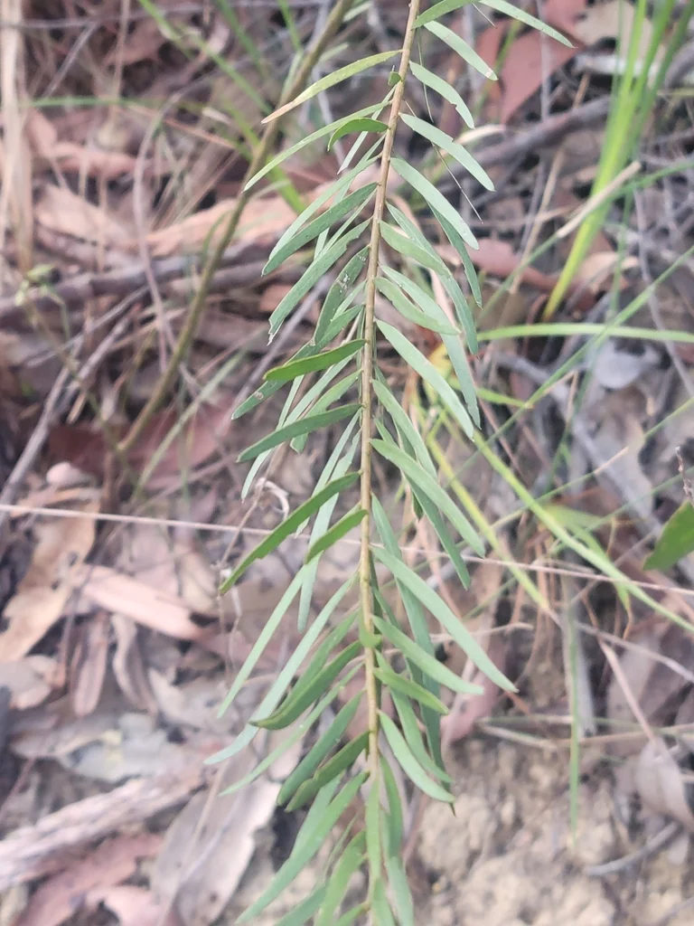 Acacia Fimbriata