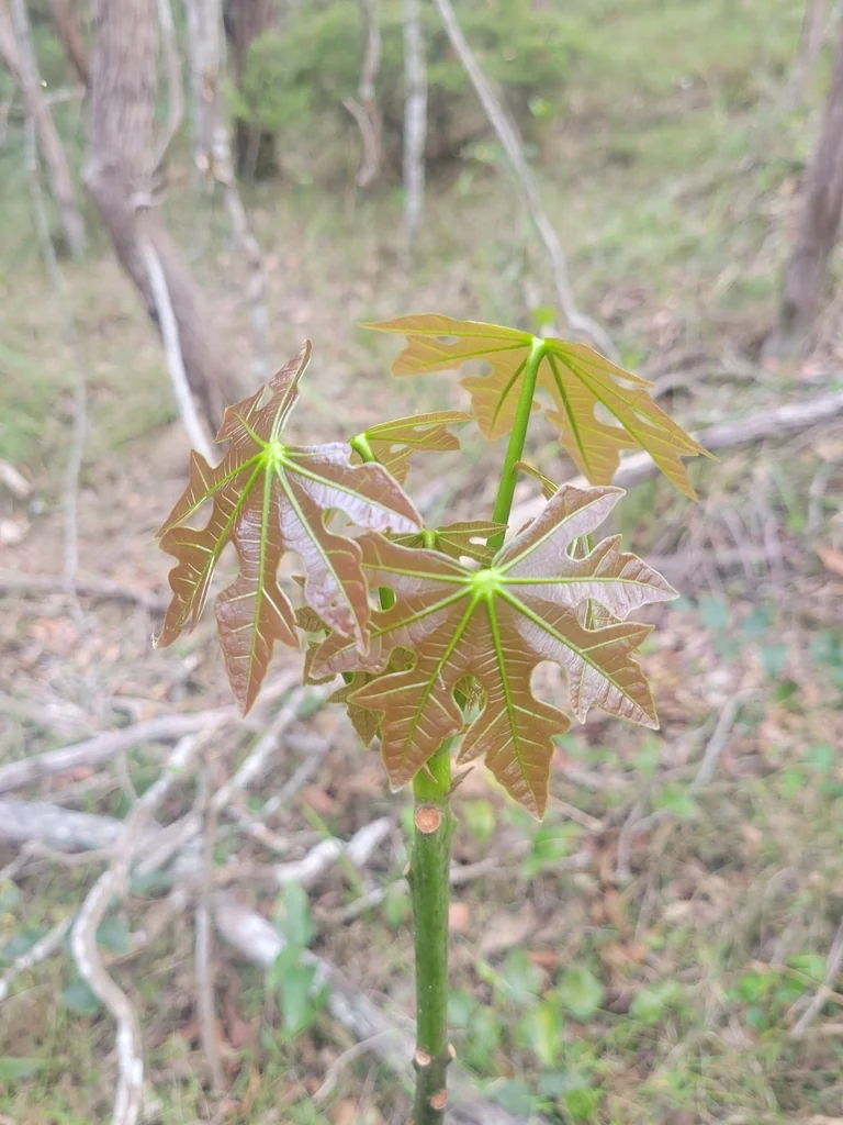 Brachychiton Acerifolius