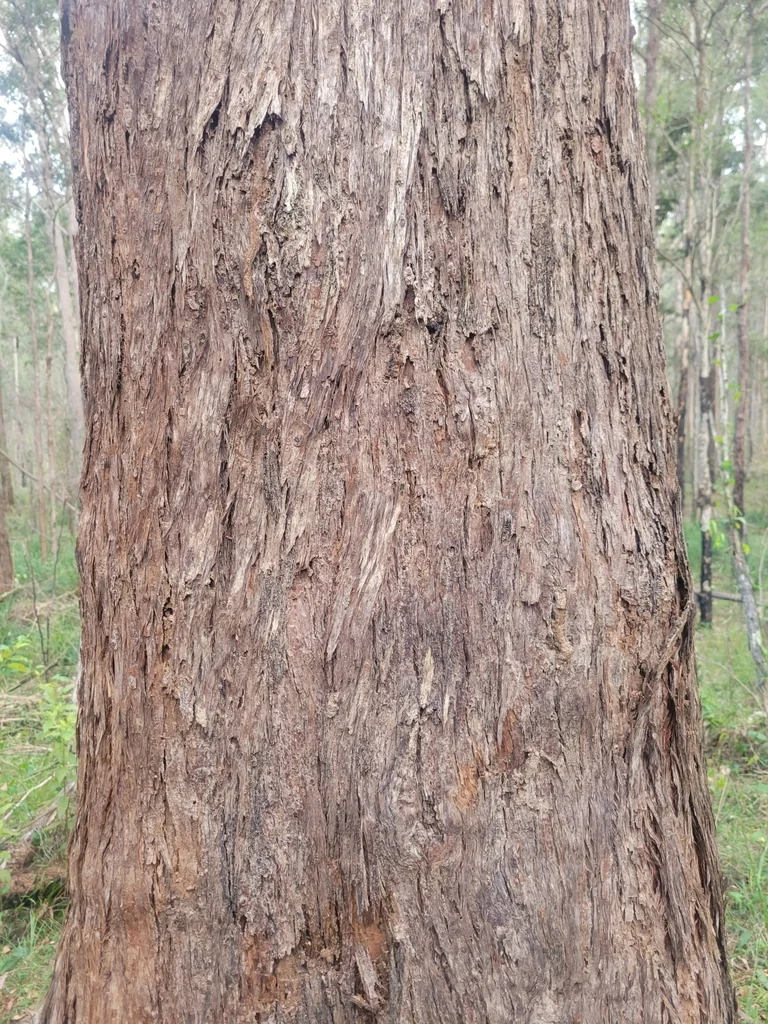Eucalyptus Microcorys