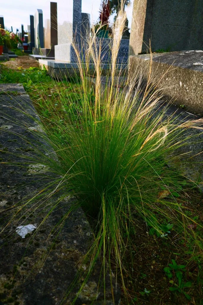 Nassella Tenuissima