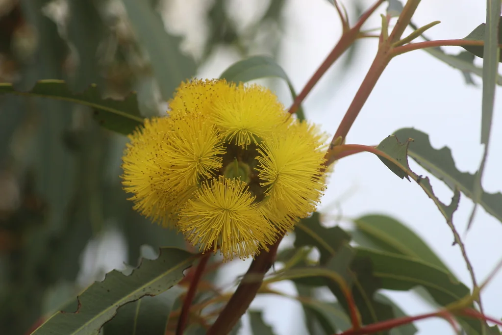 Eucalyptus Erythrocorys