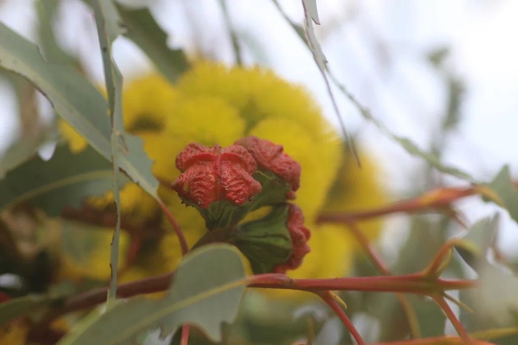 Eucalyptus Erythrocorys