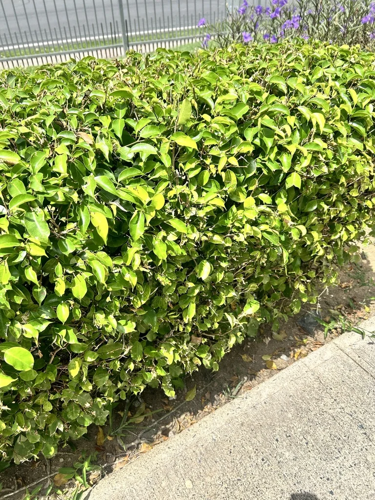 Ficus benjamina