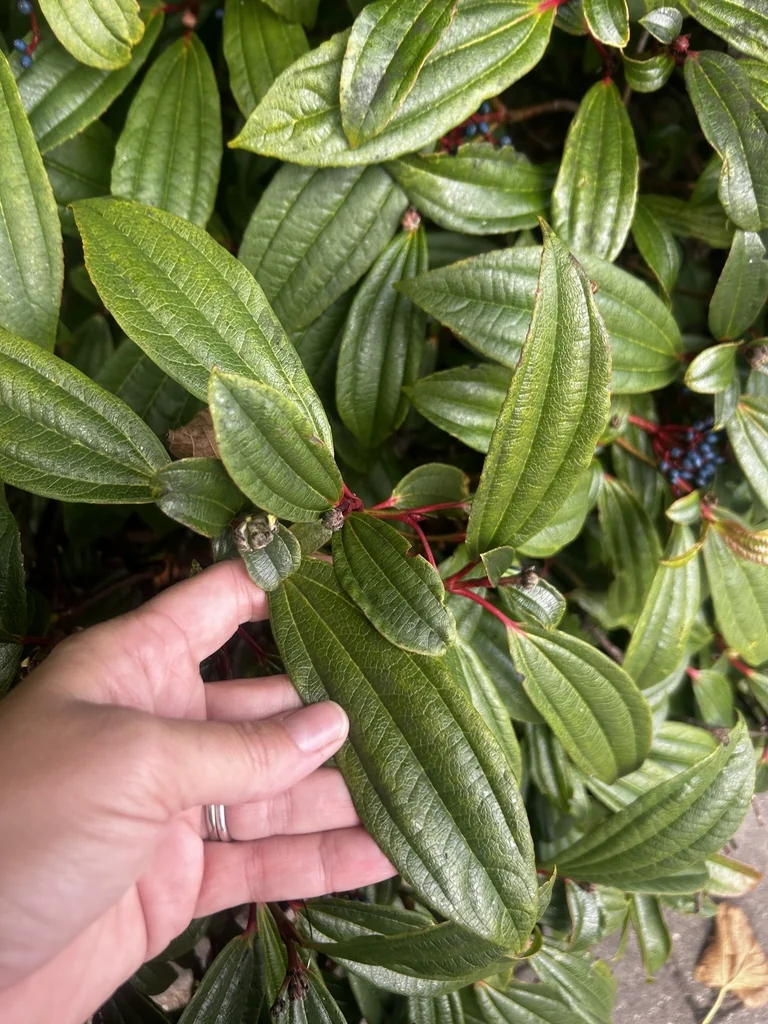 Viburnum Davidii