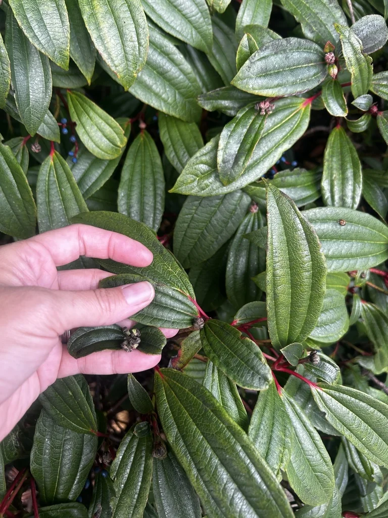 Viburnum Davidii