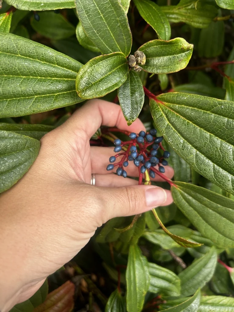 Viburnum Davidii