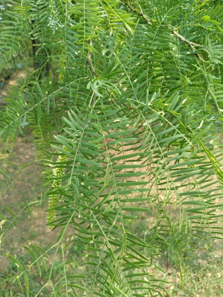 Prosopis Chilensis