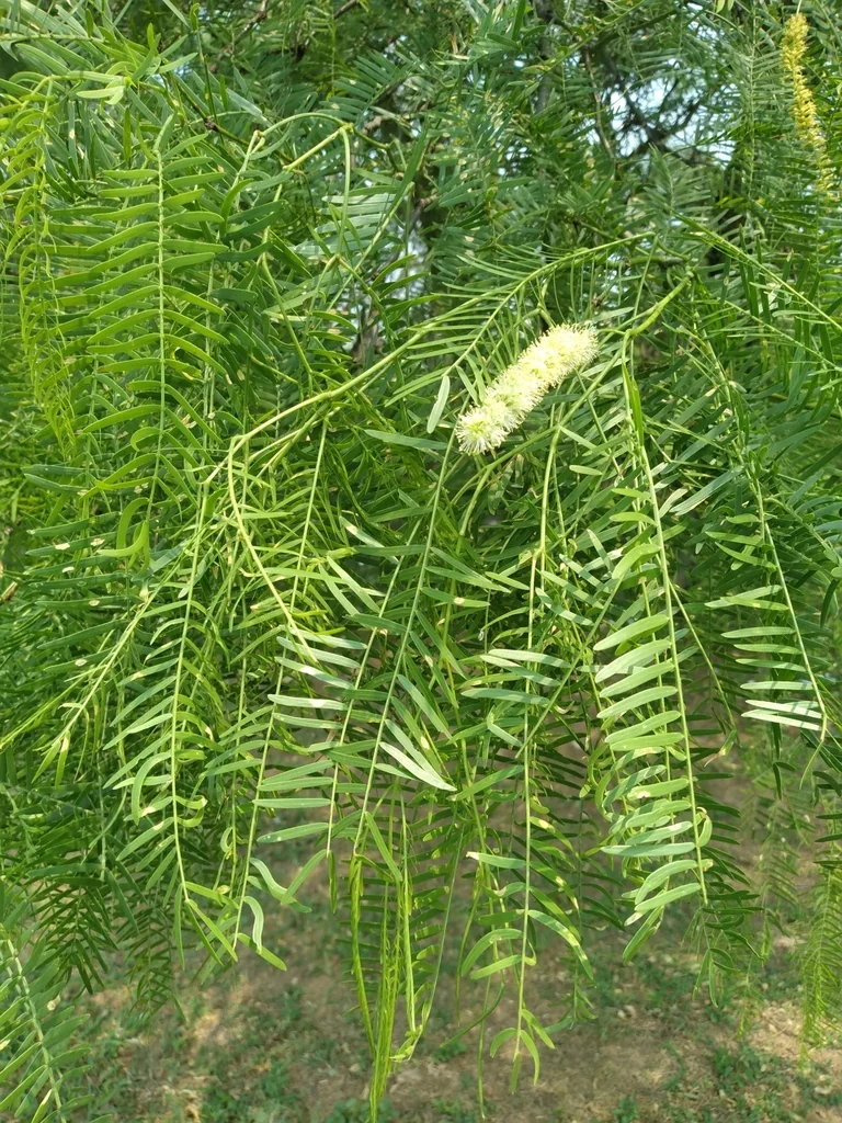Prosopis Chilensis