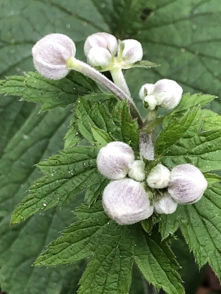 Anemone X Hybrida