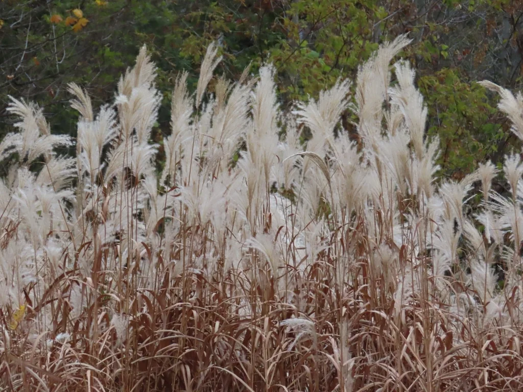 Miscanthus Sacchariflorus