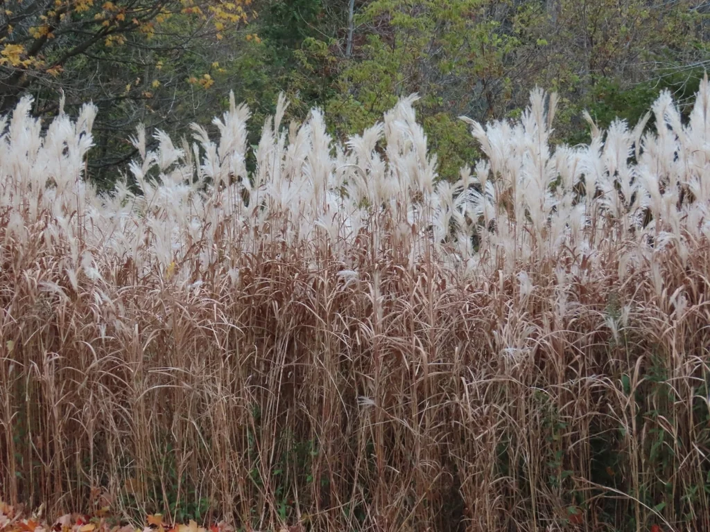 Miscanthus Sacchariflorus