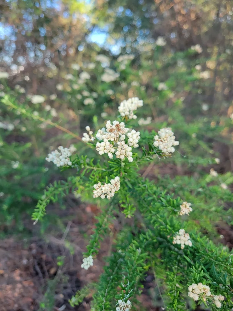 Ozothamnus Diosmifolius