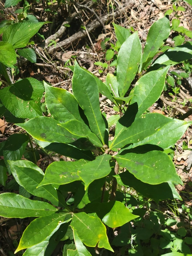 Hymenosporum Flavum