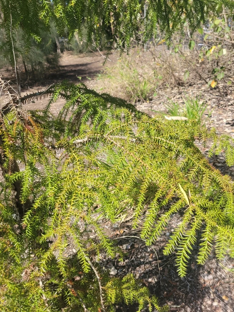 Araucaria Cunninghamii