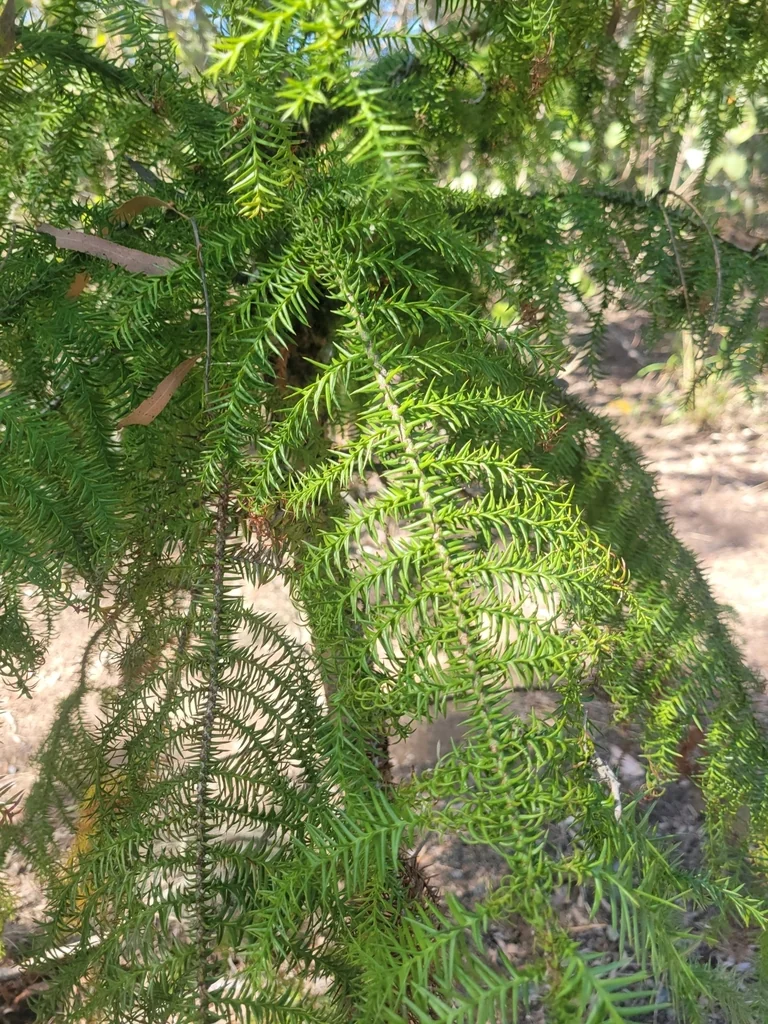 Araucaria Cunninghamii