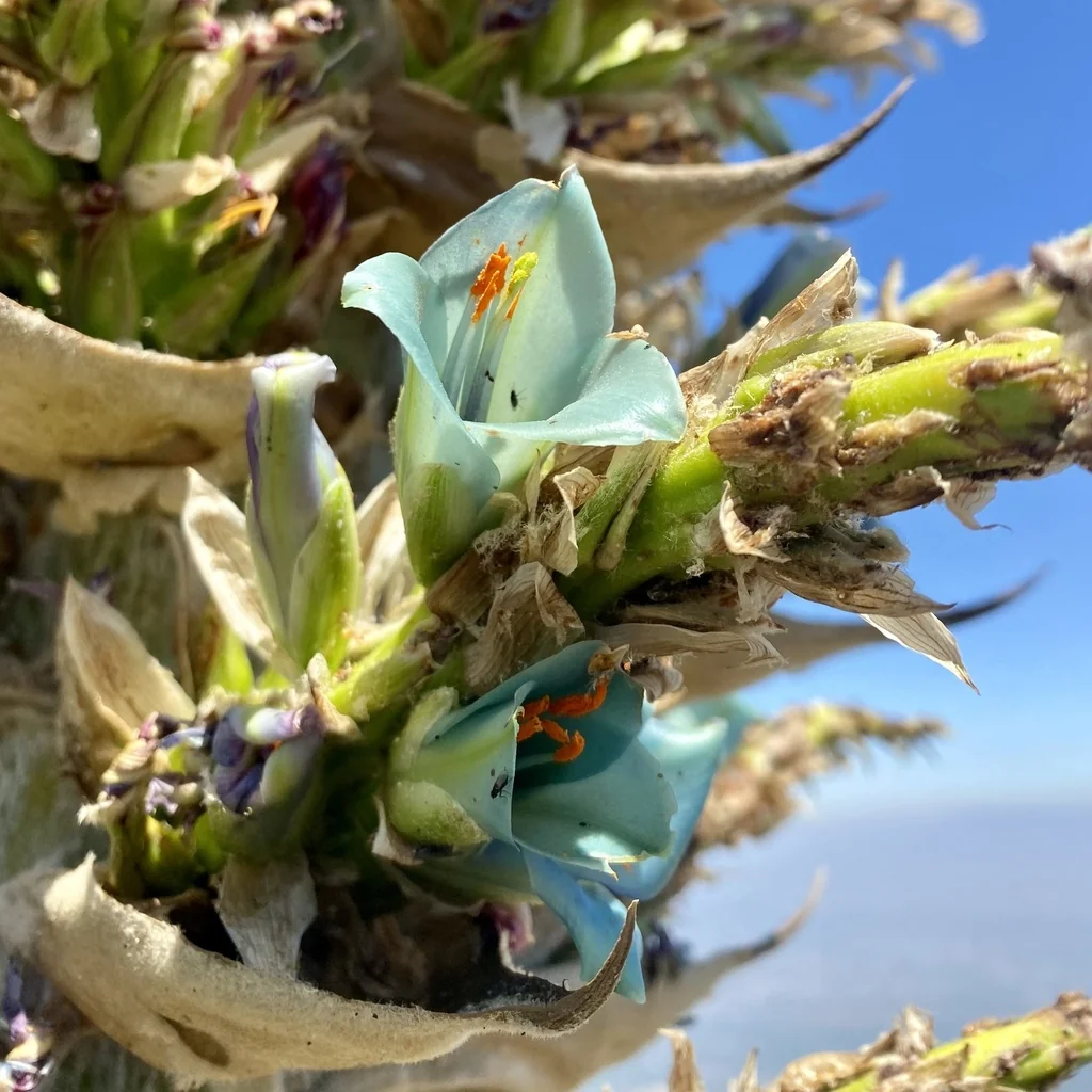 Puya Alpestris