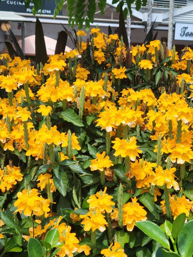 Crossandra Infundibuliformis