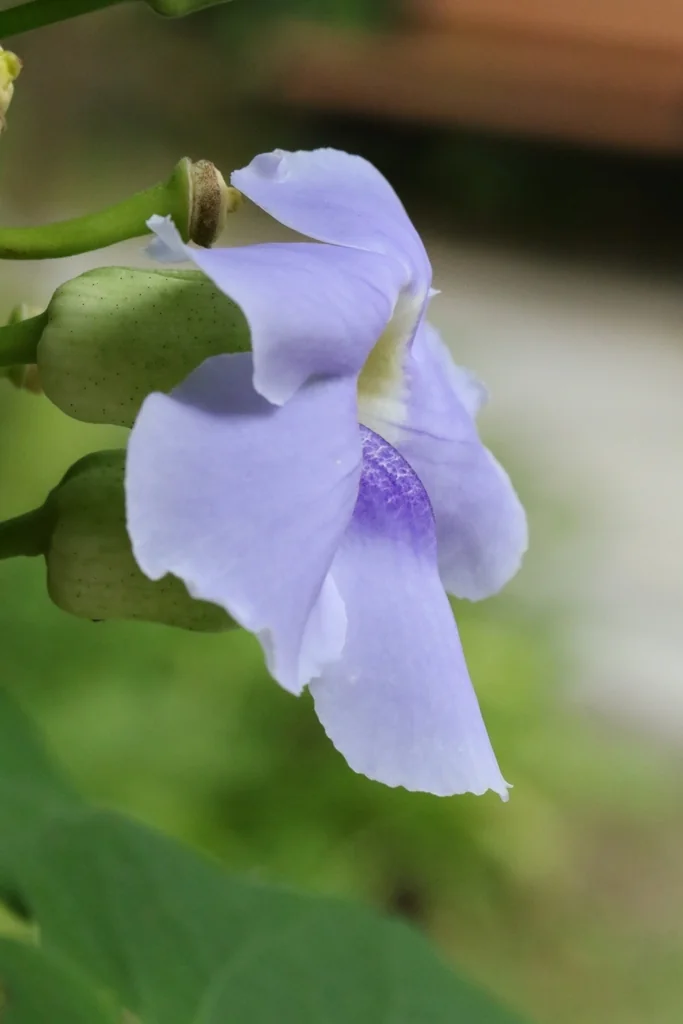 Thunbergia Grandiflora