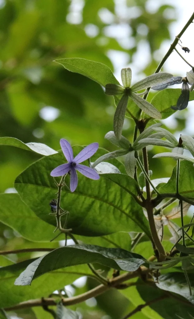 Petrea Volubilis