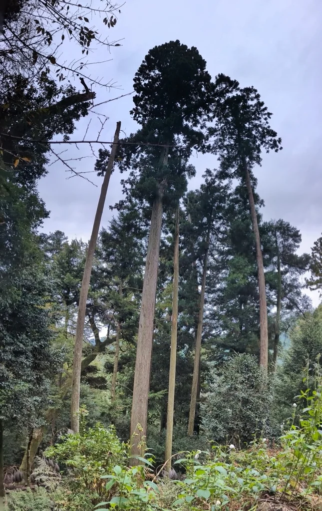 Cryptomeria Japonica