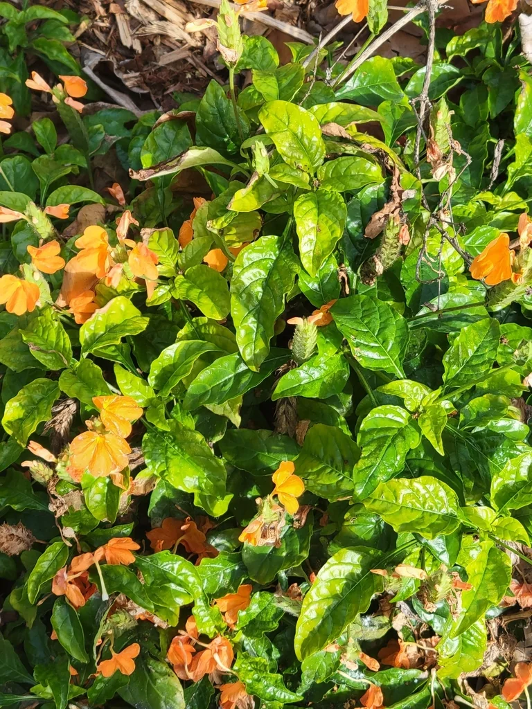 Crossandra Infundibuliformis