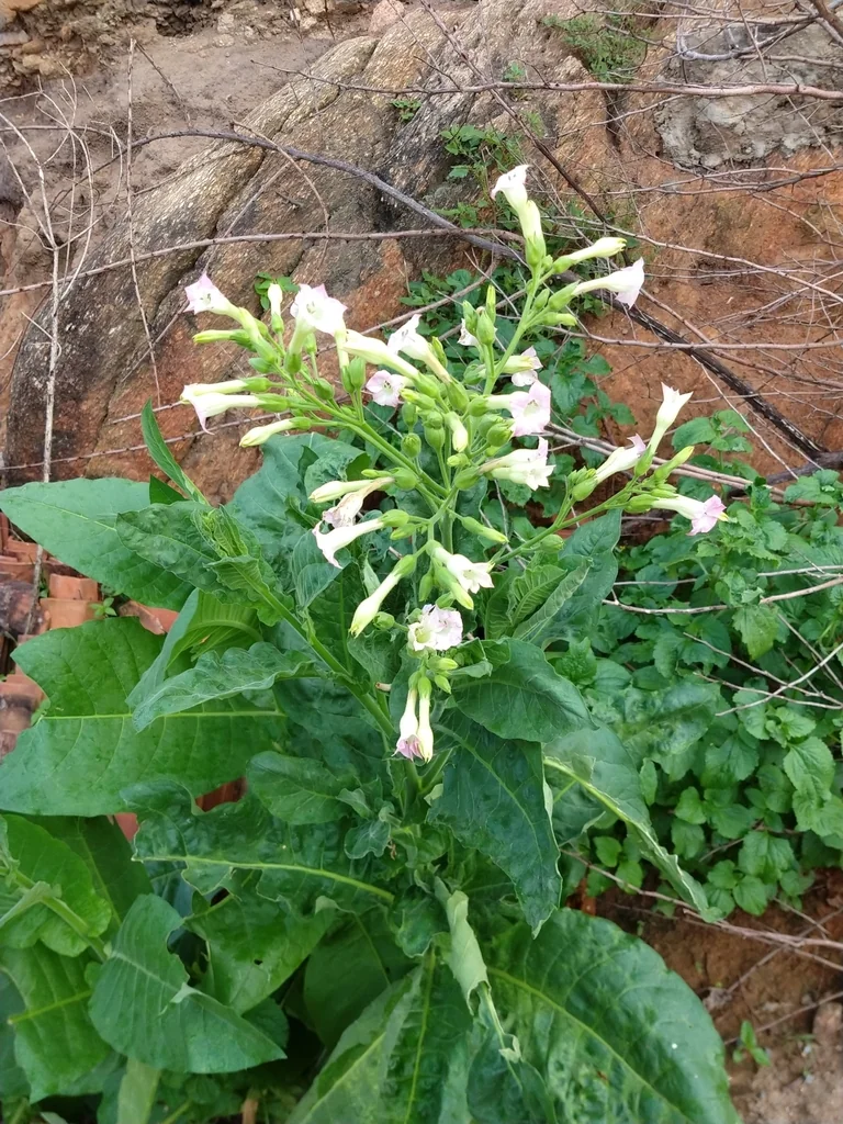 Nicotiana Tabacum