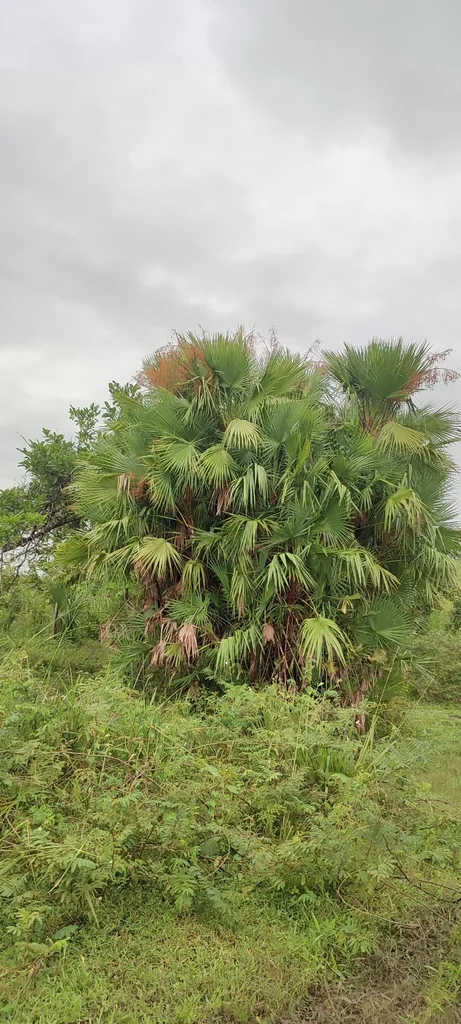 Acoelorrhaphe wrightii