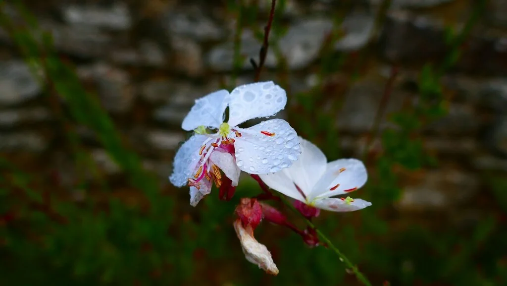 Oenothera lindheimeri