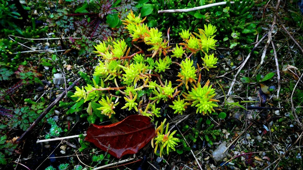 Sedum mexicanum