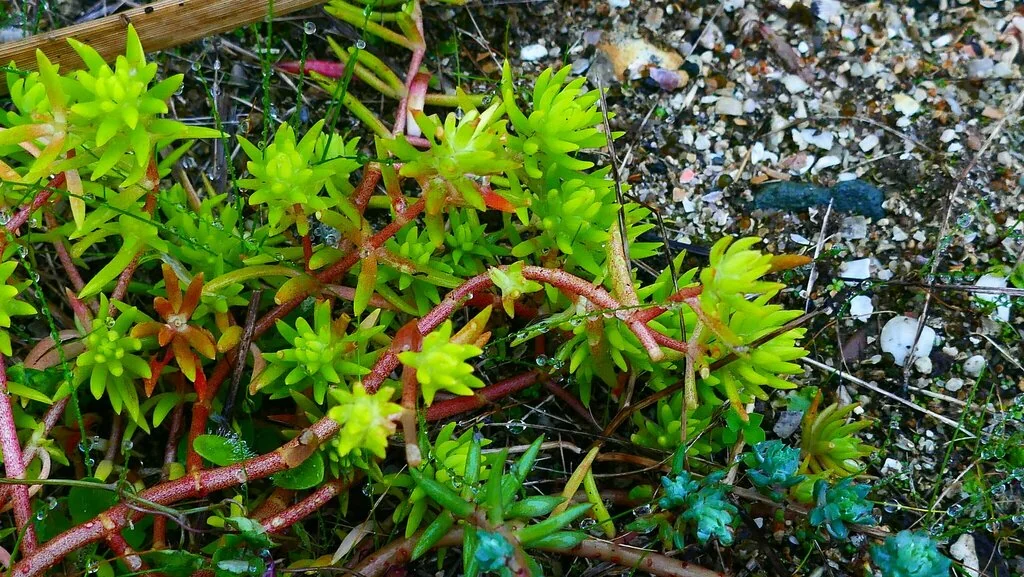 Sedum mexicanum