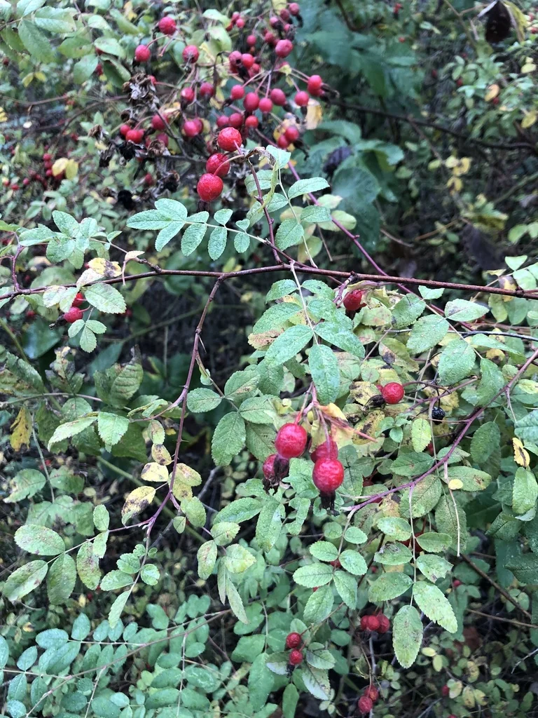 Rosa Pisocarpa