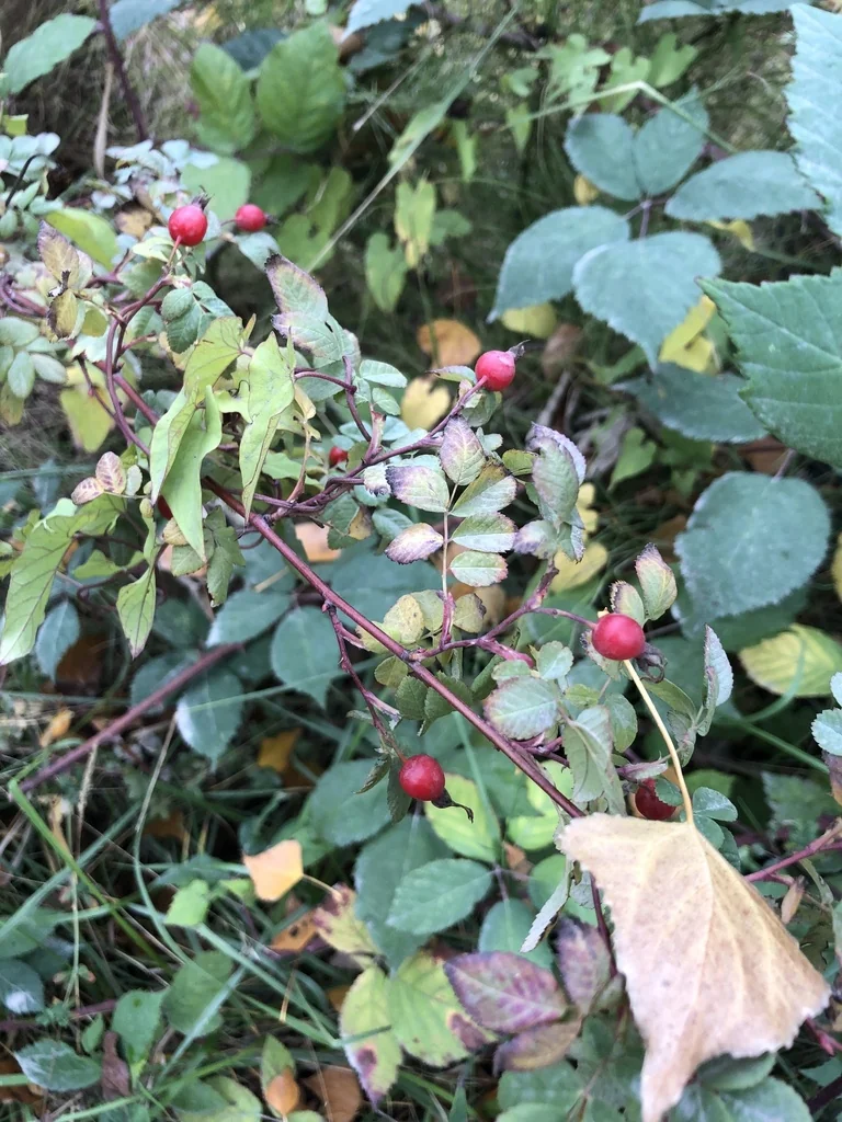 Rosa Pisocarpa