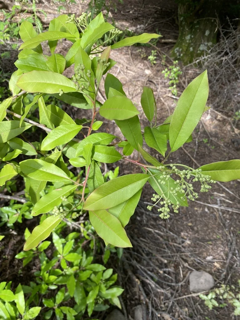 Photinia Davidiana