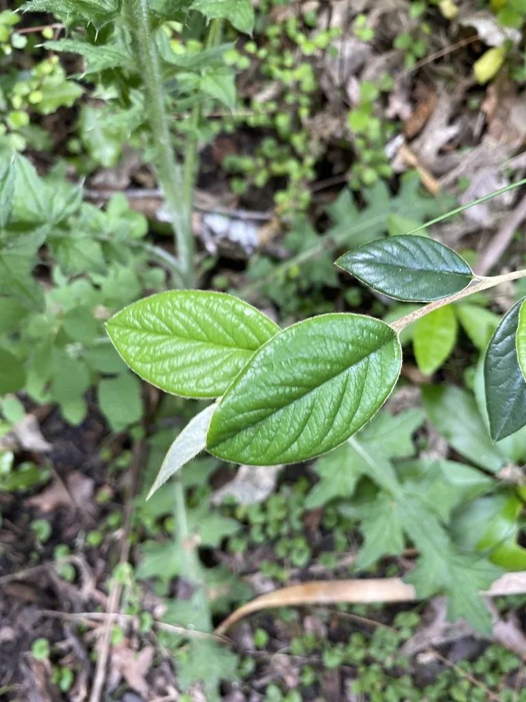 Cotoneaster Franchetii